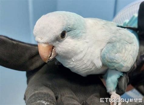 鸚鵡飛進家裡代表什麼|【有鳥飛進家裏】有鳥飛進家裡！破解常見迷信，揭開牠飛來的真。